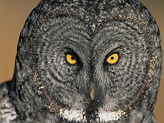 Eyes Have It, Great Grey Owl